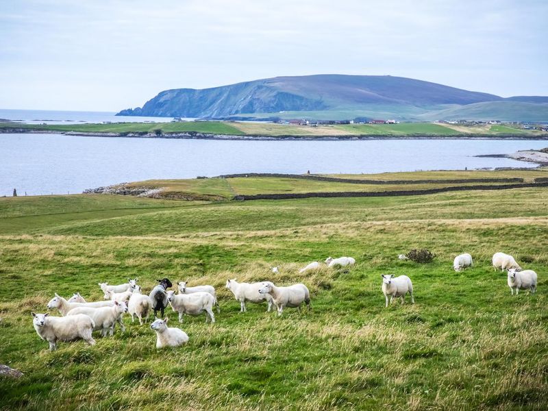 Scotland, Shetland Islands