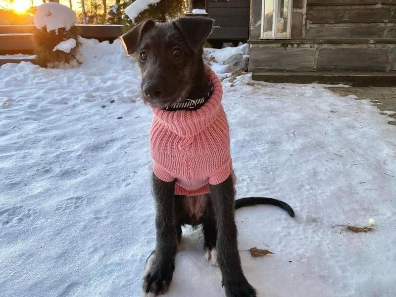 Scottish Deerhound Puppy in Sweater