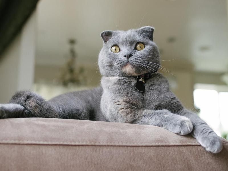 Scottish Fold Cat lounges on couch