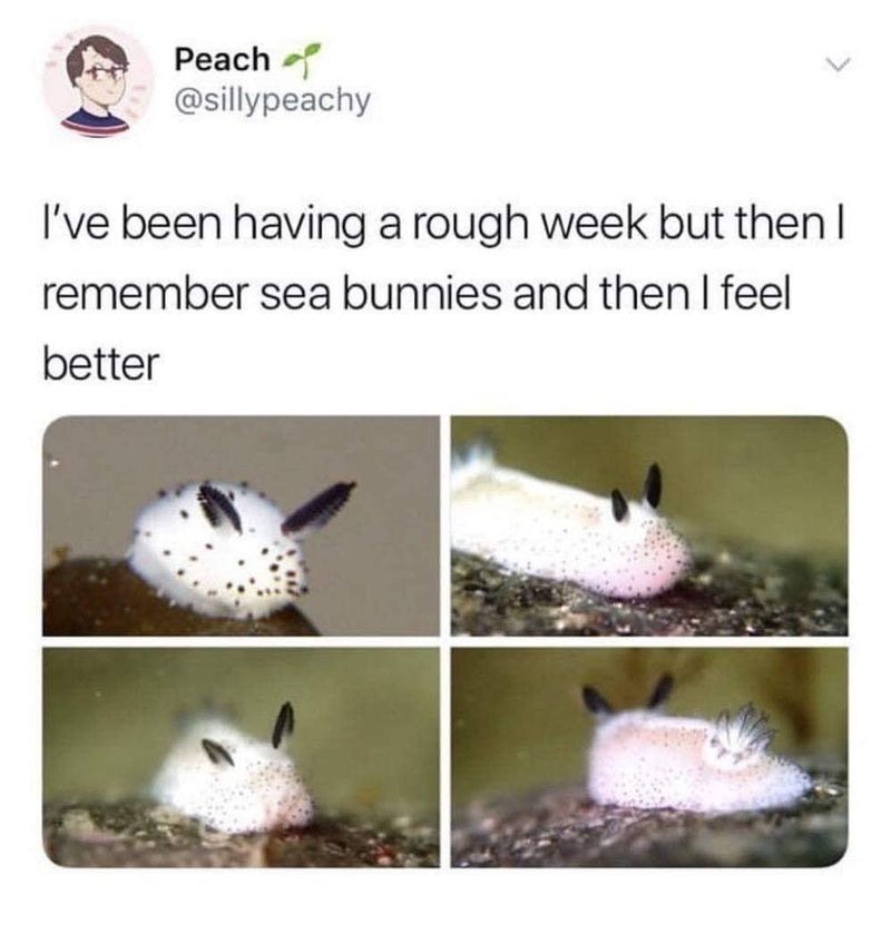 Sea bunnies meme