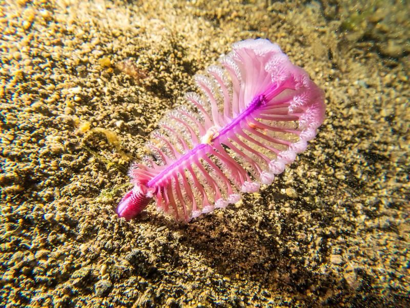 Sea Pen at the bottom of the ocean