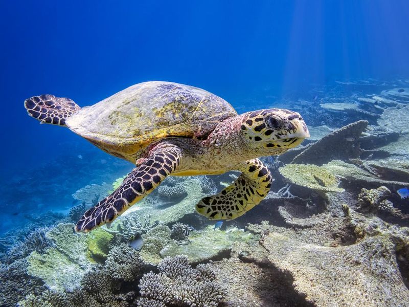 Sea turtle in Maldives