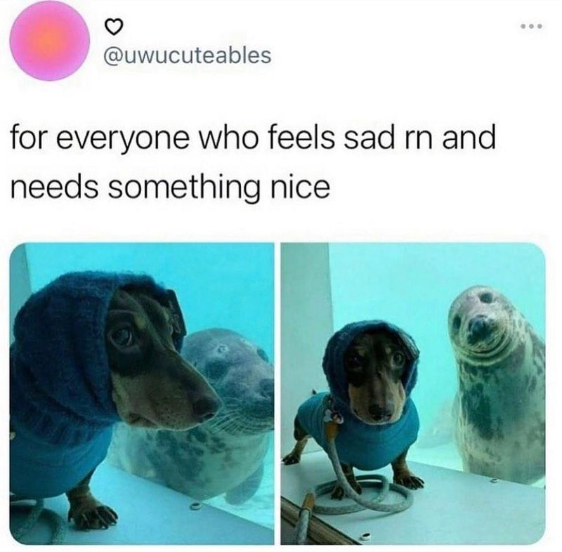 Seal and dachshund meme
