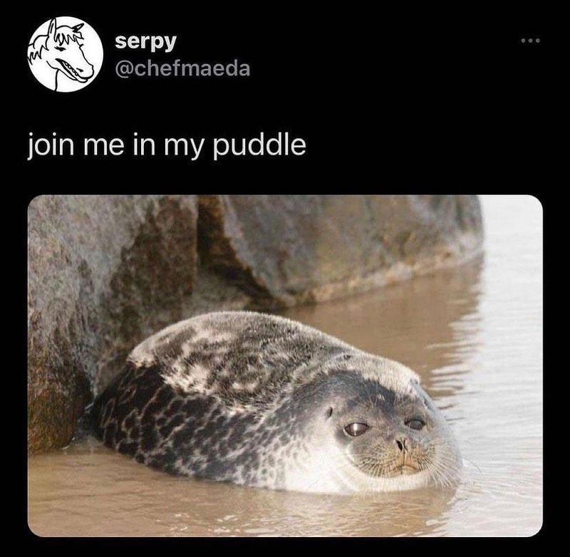 Seal in a puddle meme