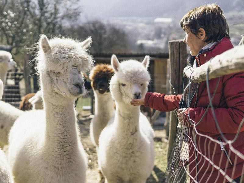 Senior woman farmer with her alpacas