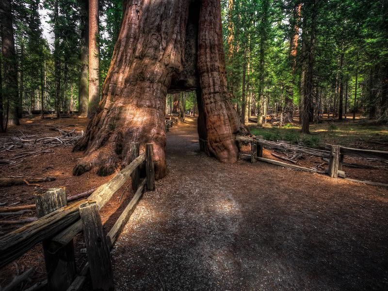 Sequoia - Present
