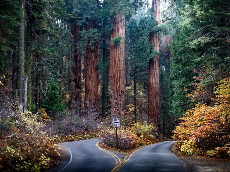 Sequoia roads