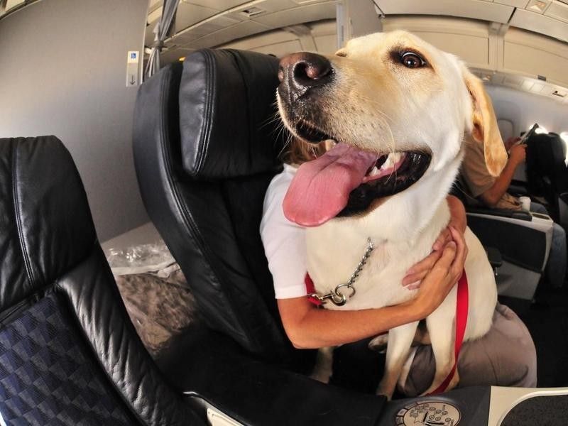 Service dog on a plane