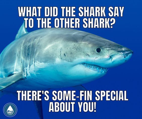 Shark romance meme