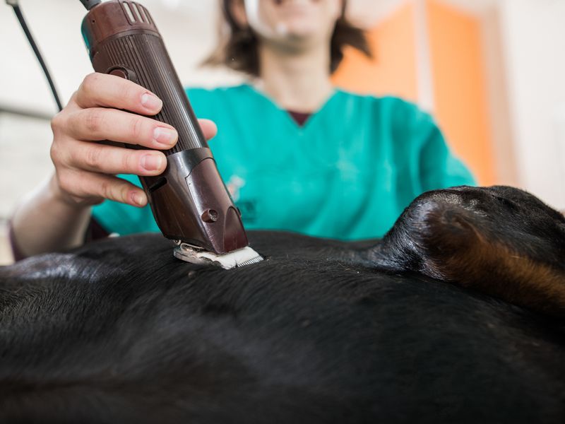 shaving dog