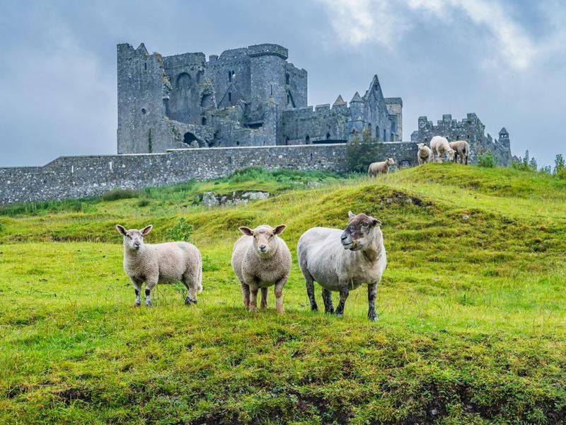 Sheep at Rock of Cashel, Ireland