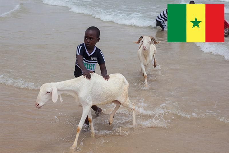 Sheep bathing in Senegal