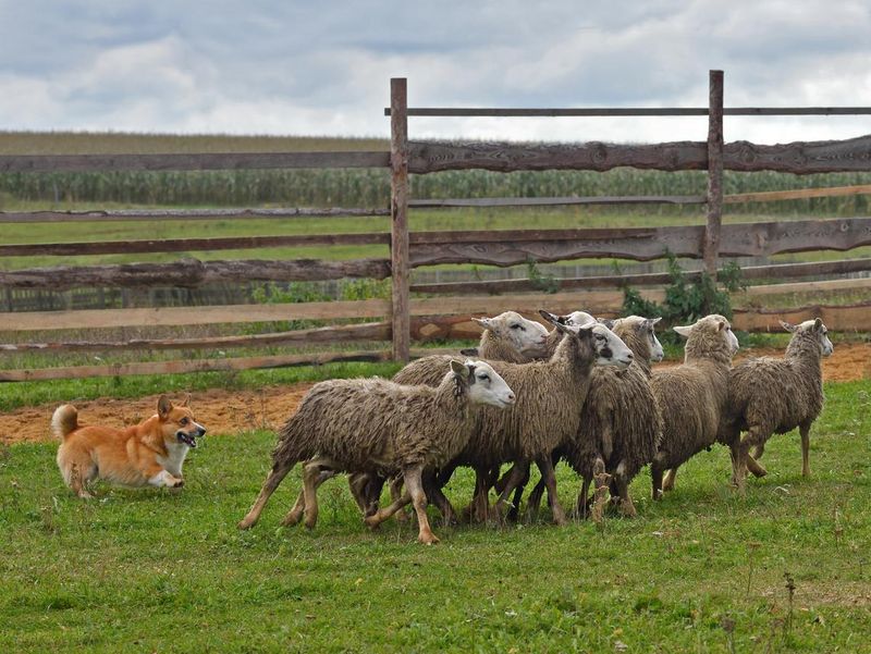 Sheep dog training
