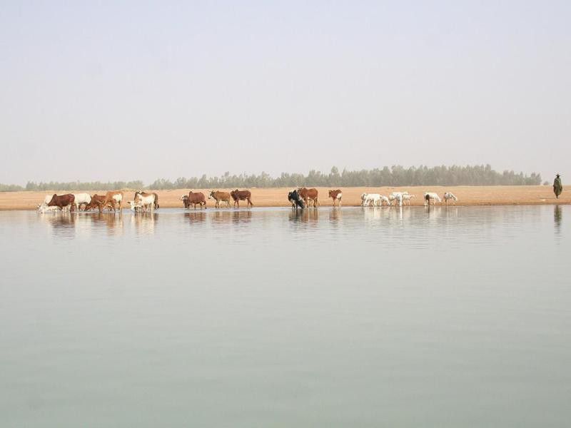 Shepherd and cows on the banks of Niger River