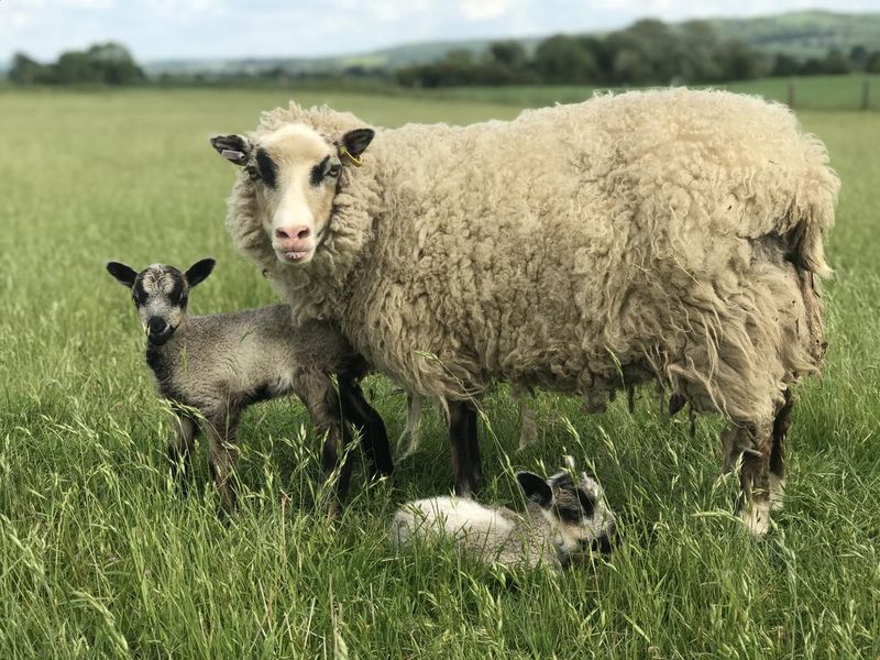 Shetland ewe Sheep  Lambs