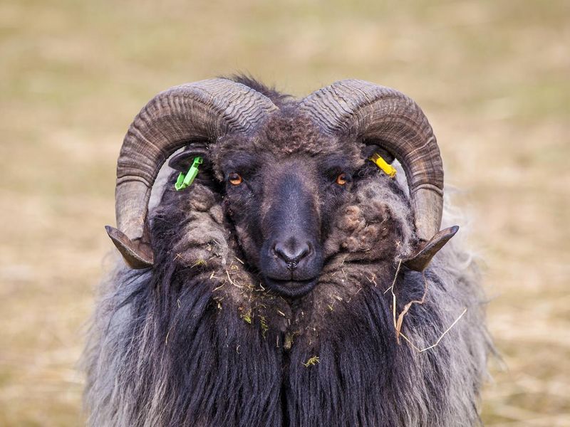 Shetland ram