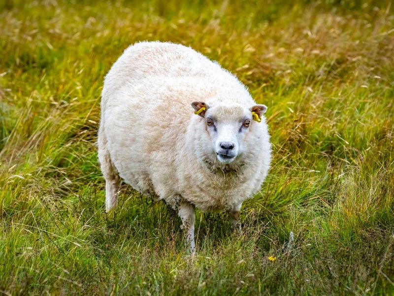Shetland sheep at Shetland Islands