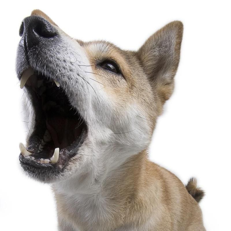 Shiba Inu dog howling