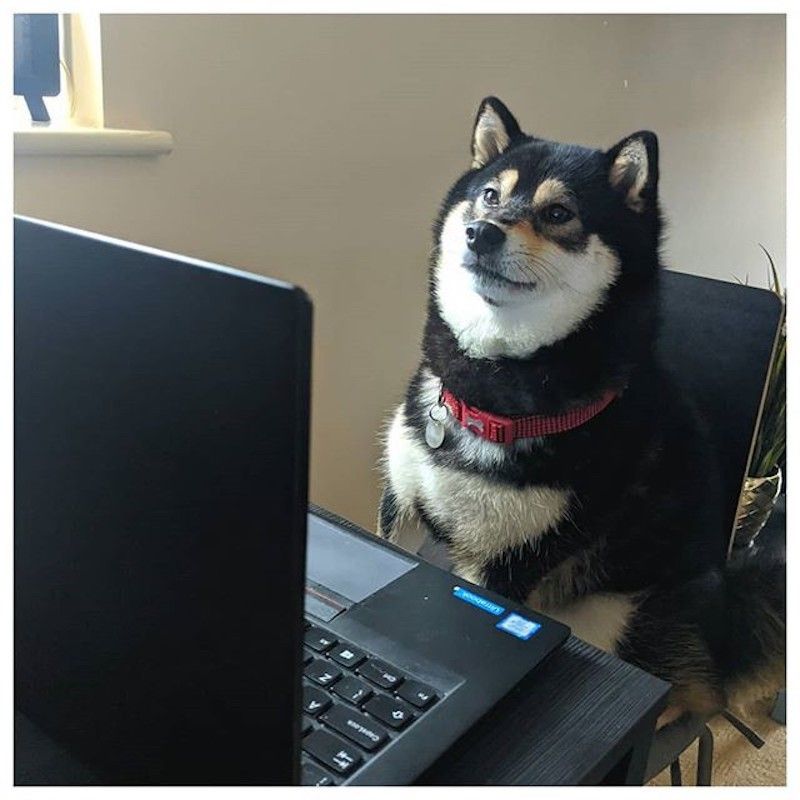 Shiba working from home