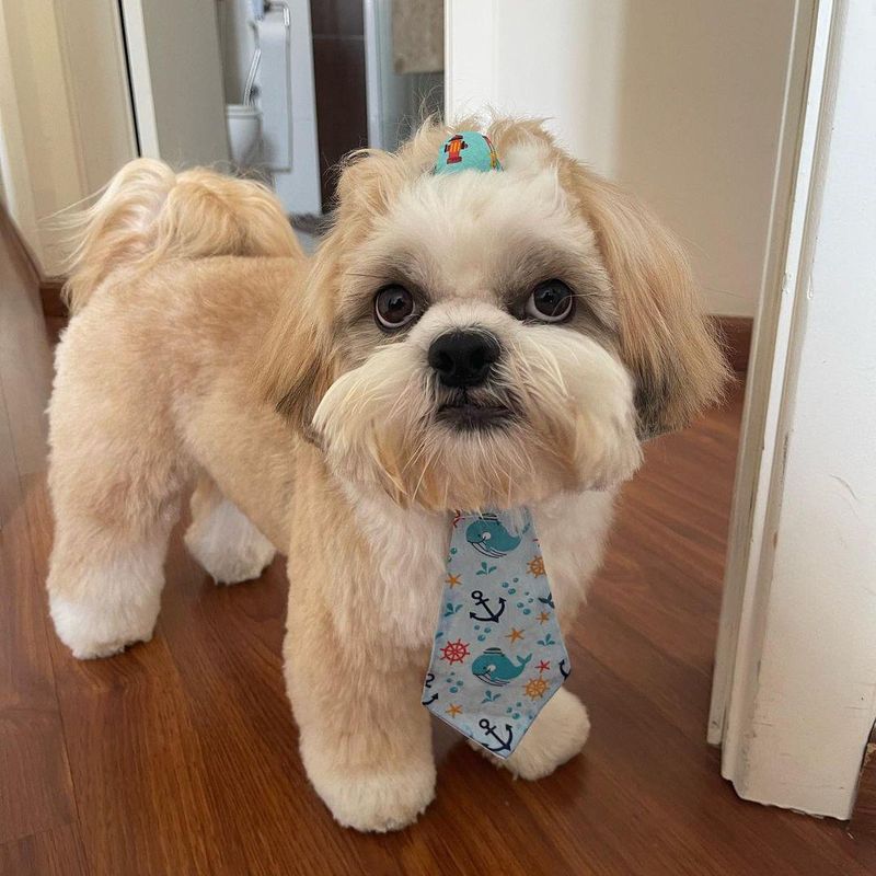 Shih Tzu with a tie on