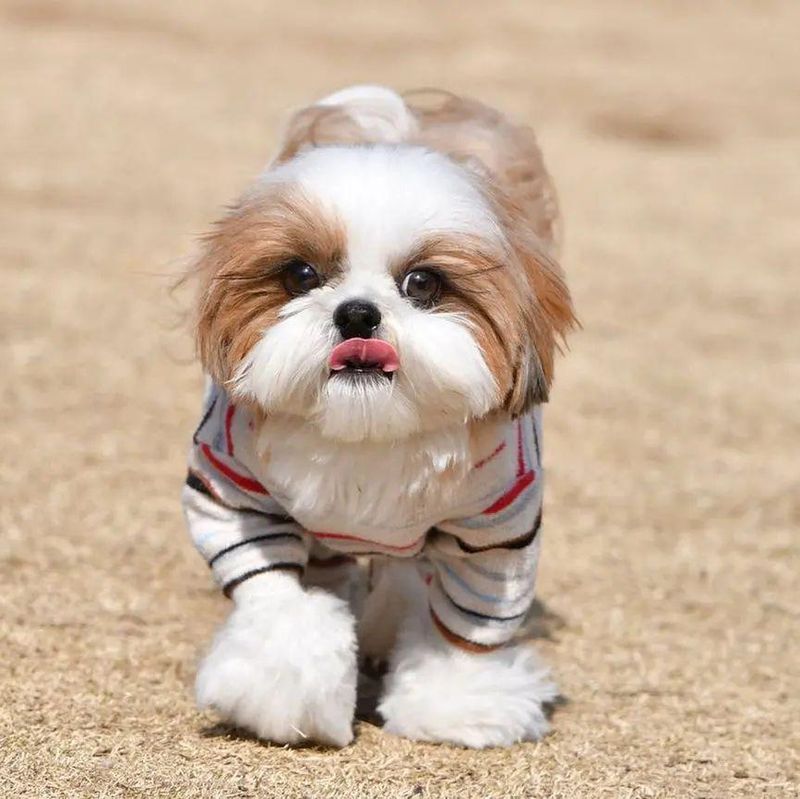 Shih Tzu with sweater on