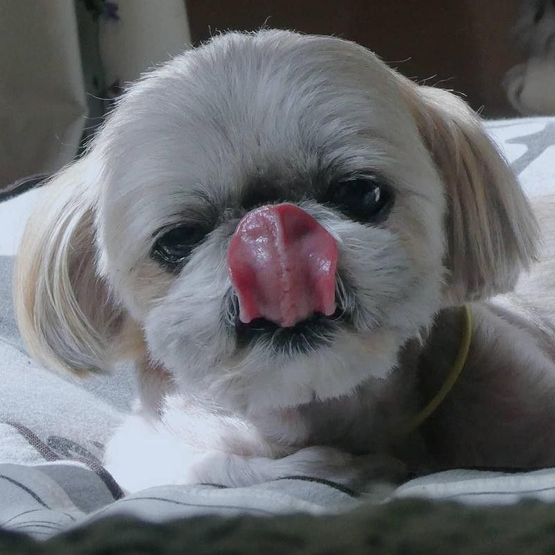 Shihtzu with its tongue out