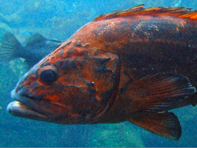 Shortracker Rockfish