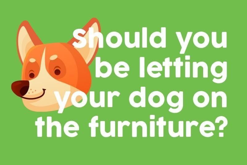 Should you be letting your dog on the furniture?