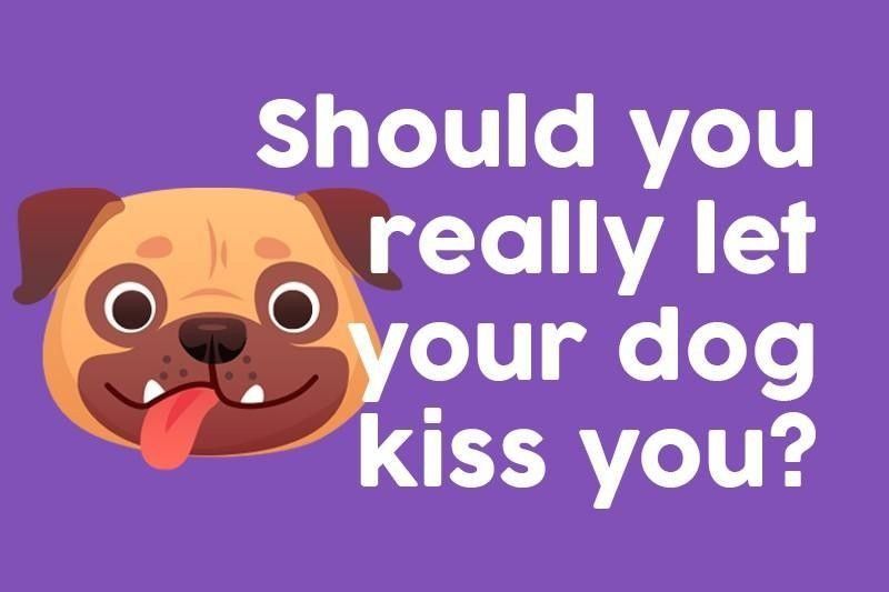 Should you really let your dog kiss you?