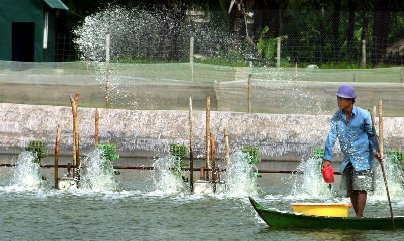 Shrimp pond in Vietnam