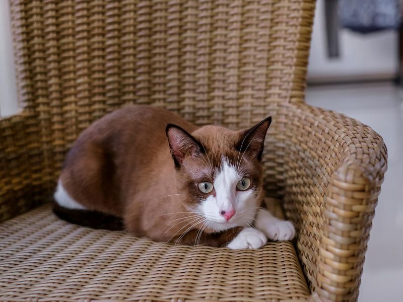Shy Cat Sitting on a Chair