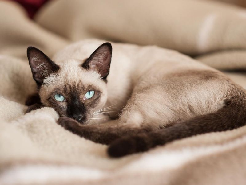 Siamese cat lying down on bed