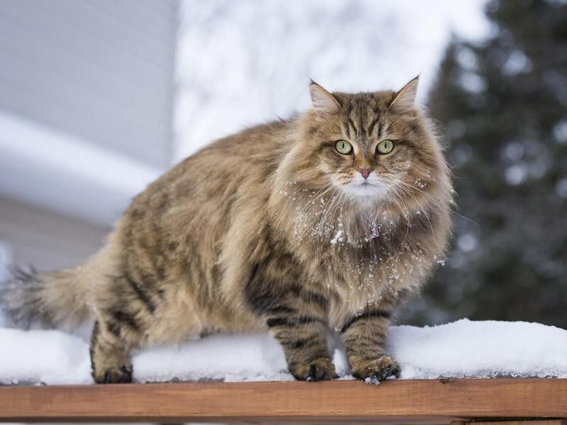 Siberian cat in the snow