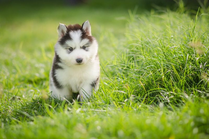 Siberian husky puppy on grass