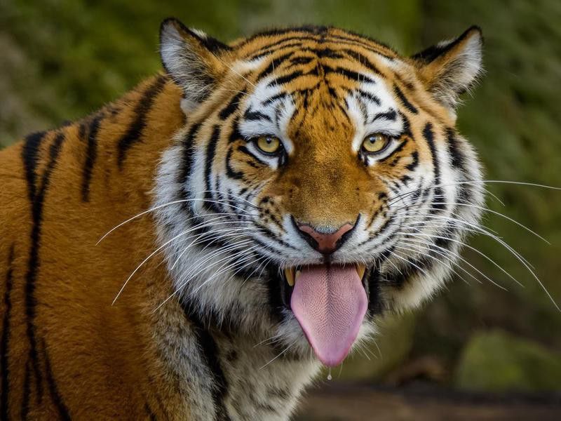 Siberian tiger with its tongue out