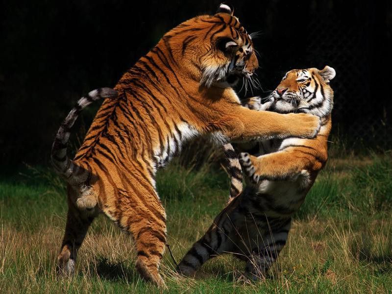 Siberian Tigers in a fight