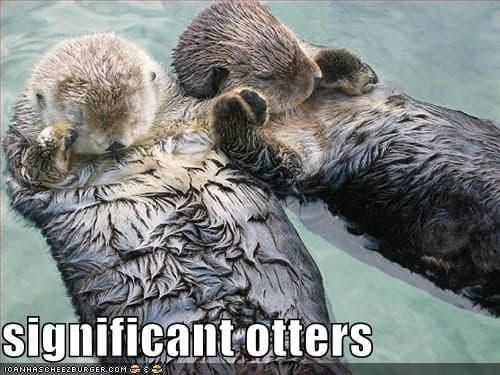 Significant otters meme