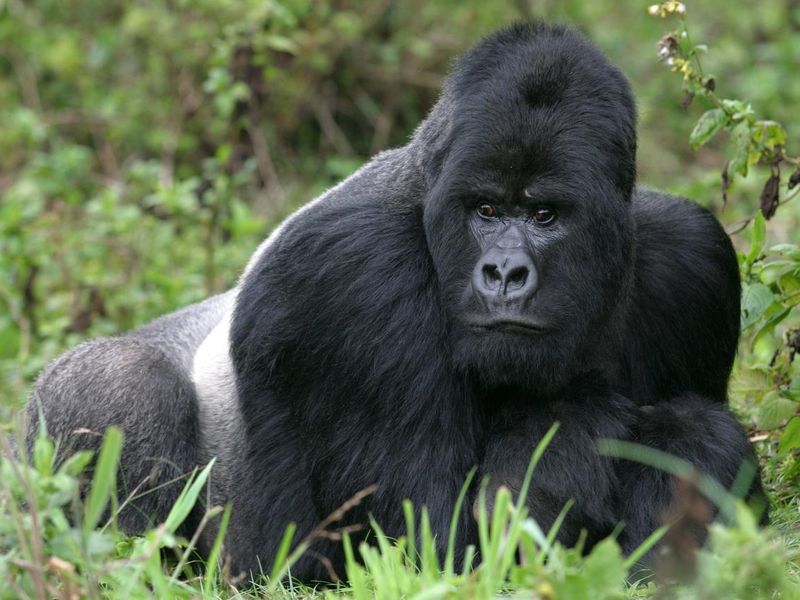 Silverback gorilla lying in lush green vegetation