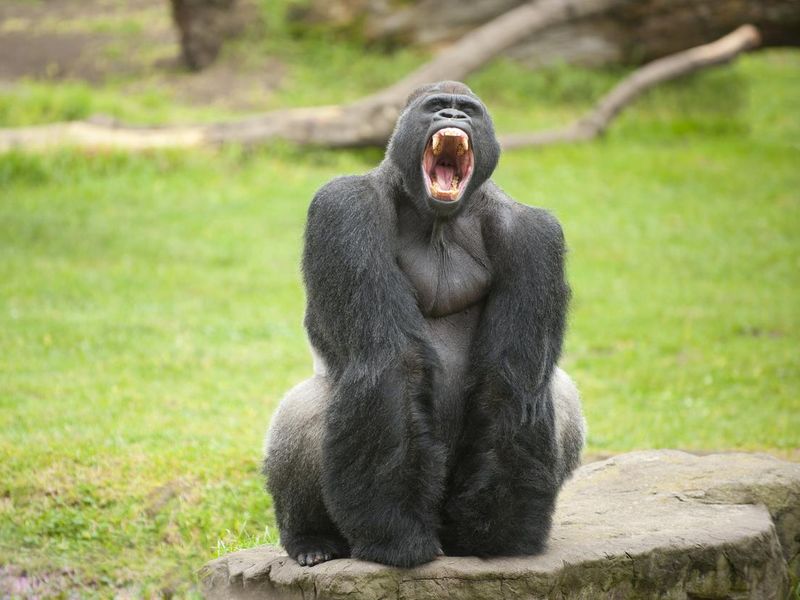 Silverback gorilla makes scary face