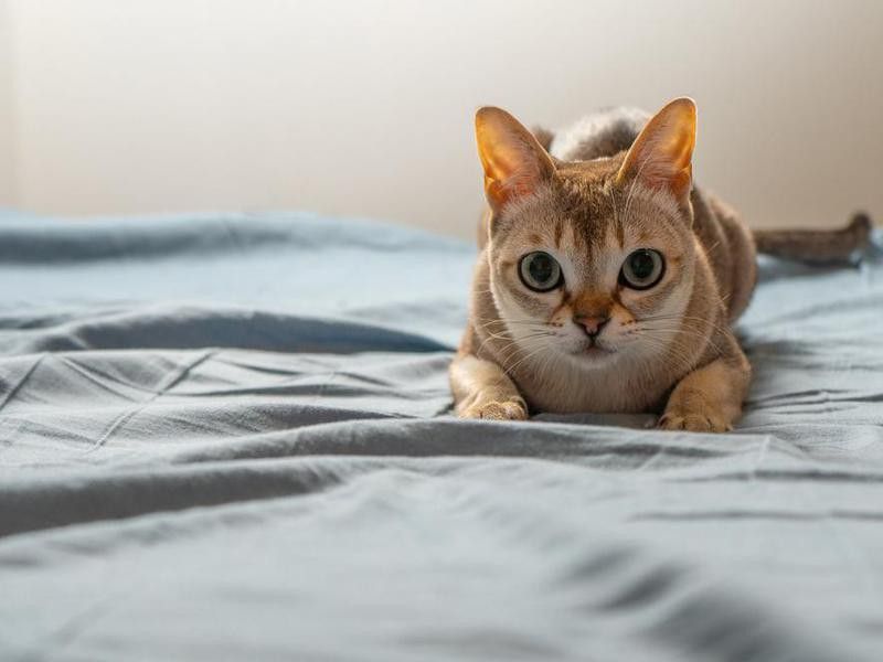 Singapura cat playing on bed