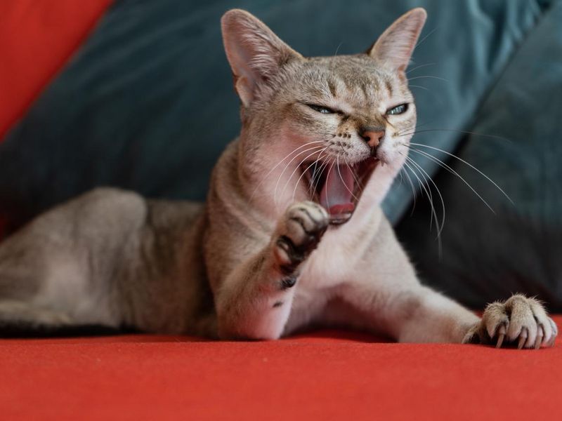 Singapura cat yawning