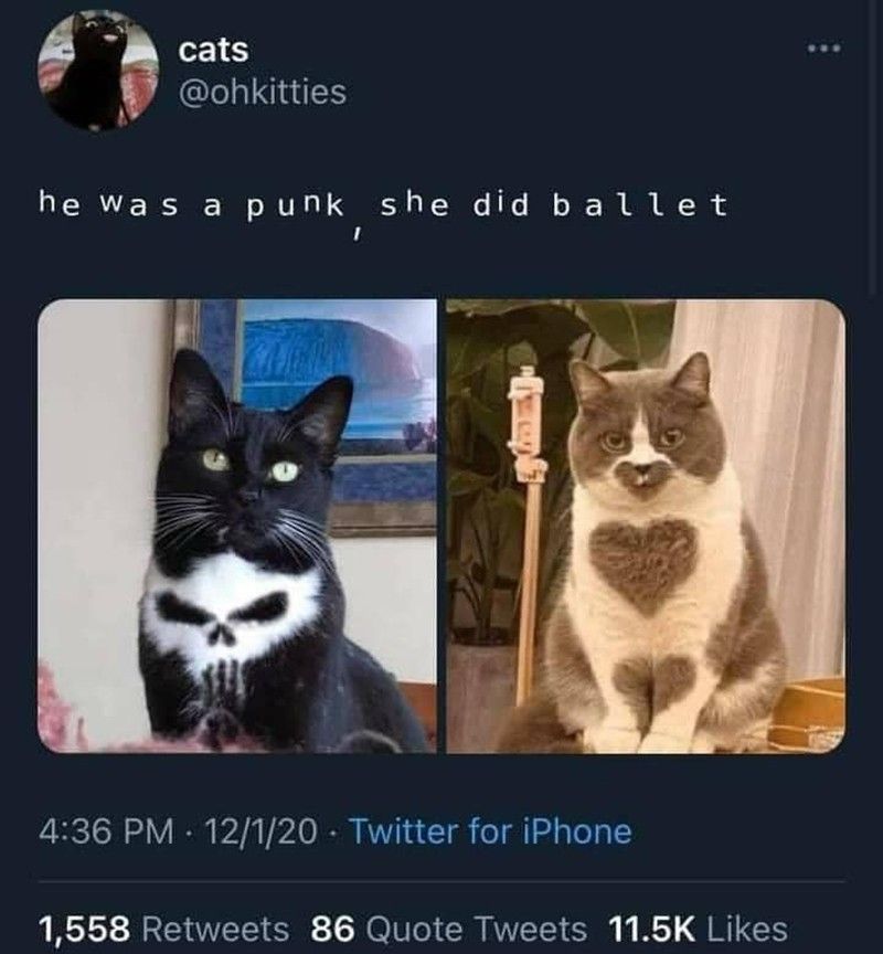 Skull cat and heart cat