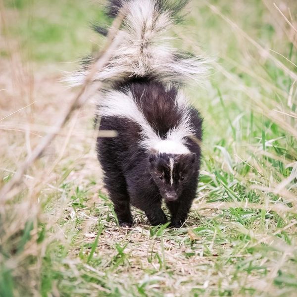 A black and white skunk walking along a grassy nature path outdoors. He has his tail up in a warning to the photographer to stay away. Photo taken from a low angle, close to the ground. No people. High resolution color photograph. Horizontal composition.