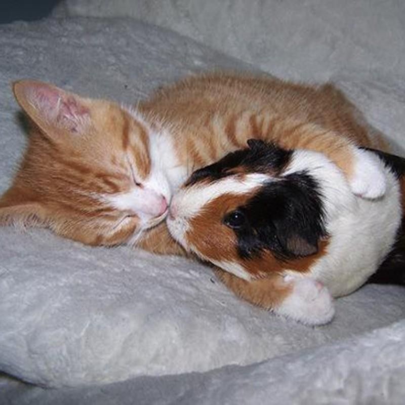 Sleeping cat and guinea pig