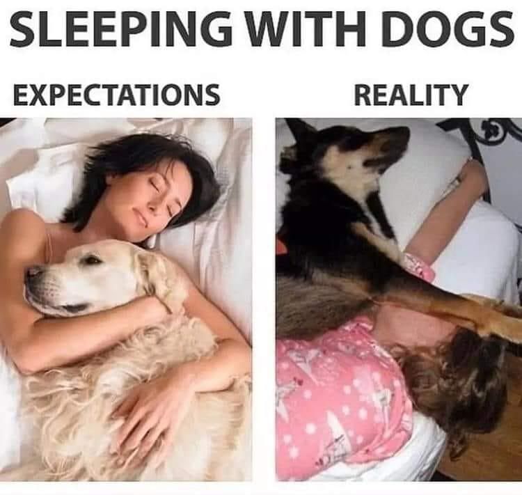 Sleeping with dogs meme