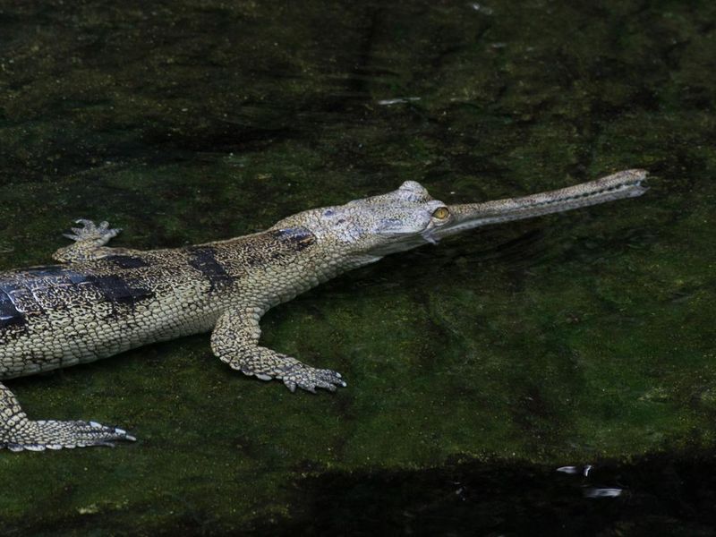 Slender-snouted crocodile in the water
