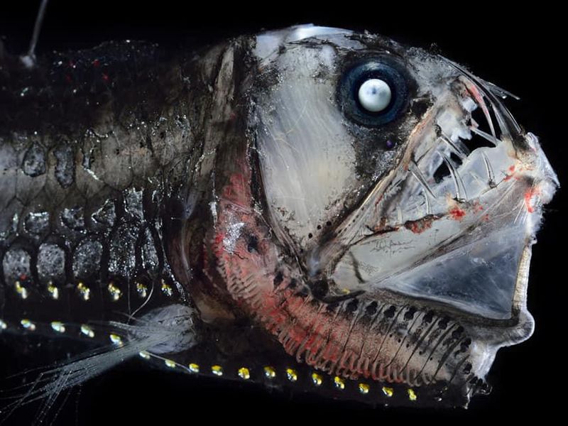 Sloane's Viperfish close up