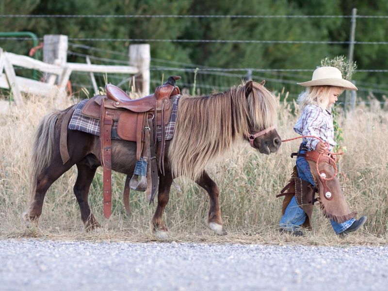 Small child in cowboy outfit with cute hairy pony on a lead