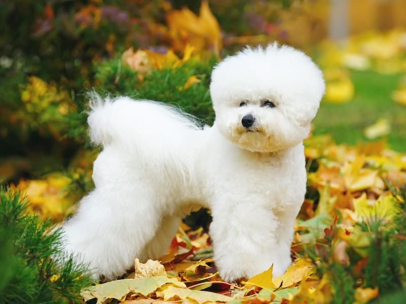 Small dog breed: bichon
