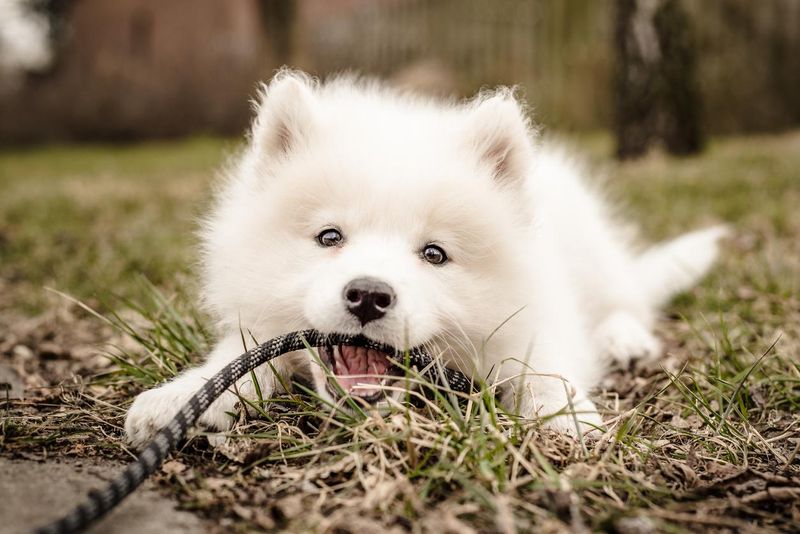 Small, fluffy, young white Samoyed puppy lays on the ground biting her leash